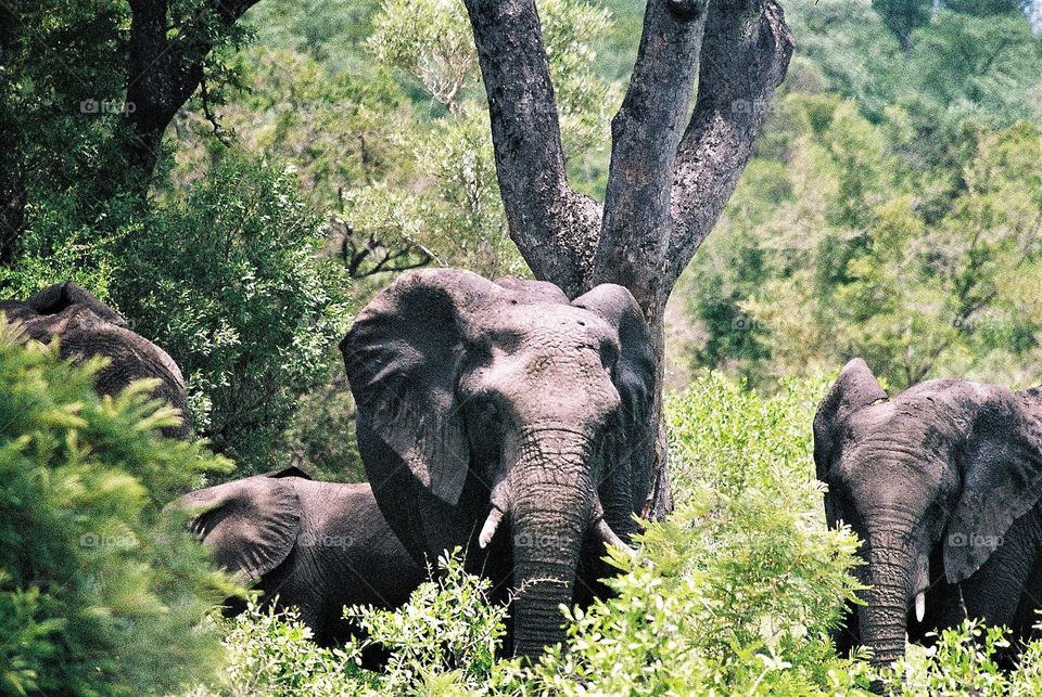 African elephant, the gentle giant. Kruger Park south Africa.