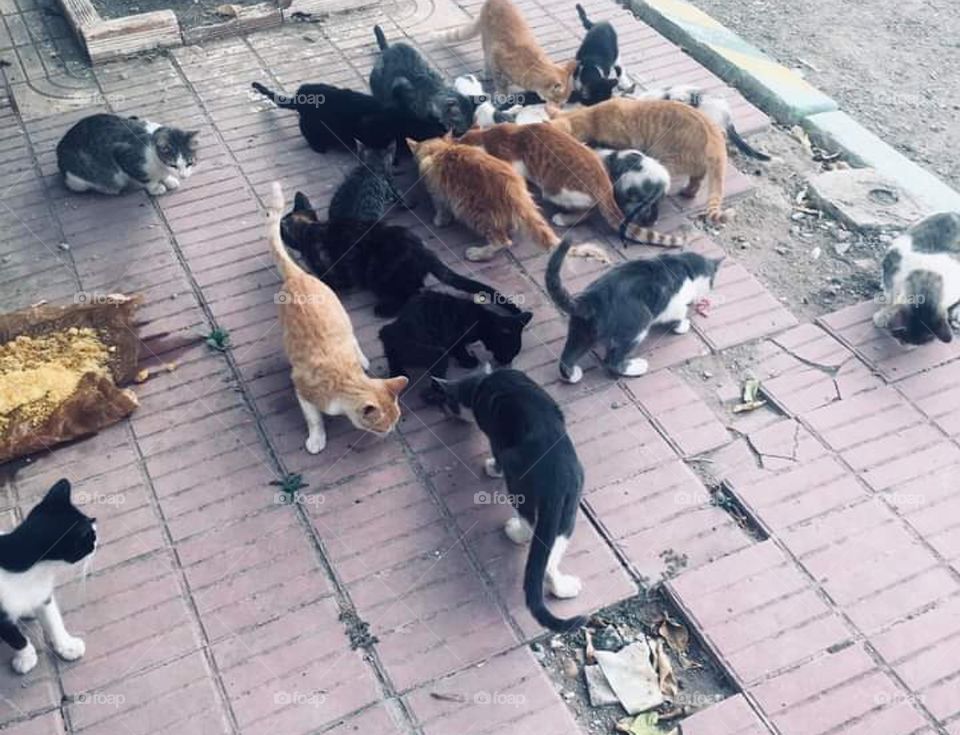 cats 🐈😻🐈‍⬛🐱🐈