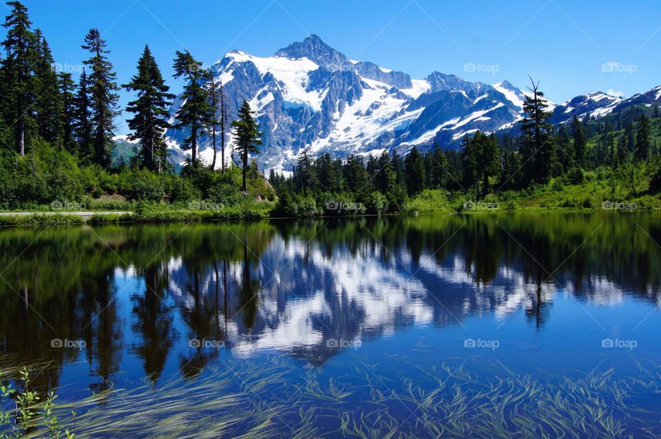 Trees reflecting on lake