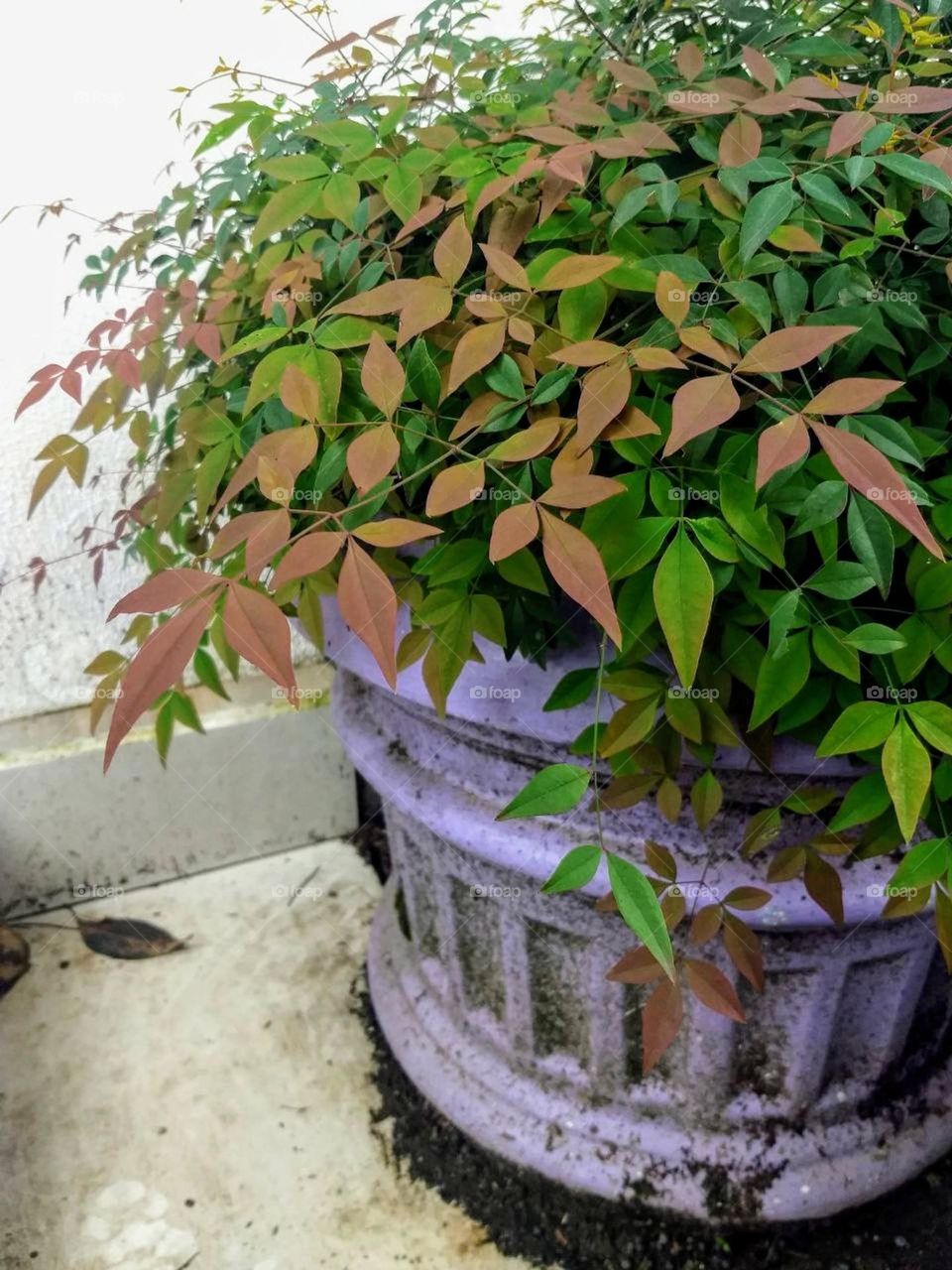 purple vase with plants