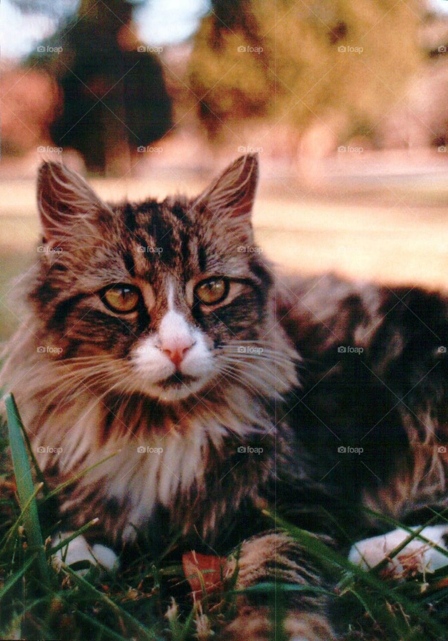 Tabby cat in grass