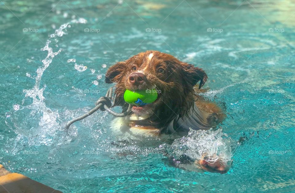 Brown and white border collie swimming towards the camera with a green ball in his mouth. 