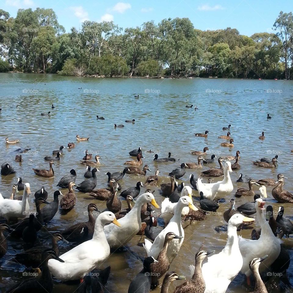 Beautiful ducks enjoying in a lake..
