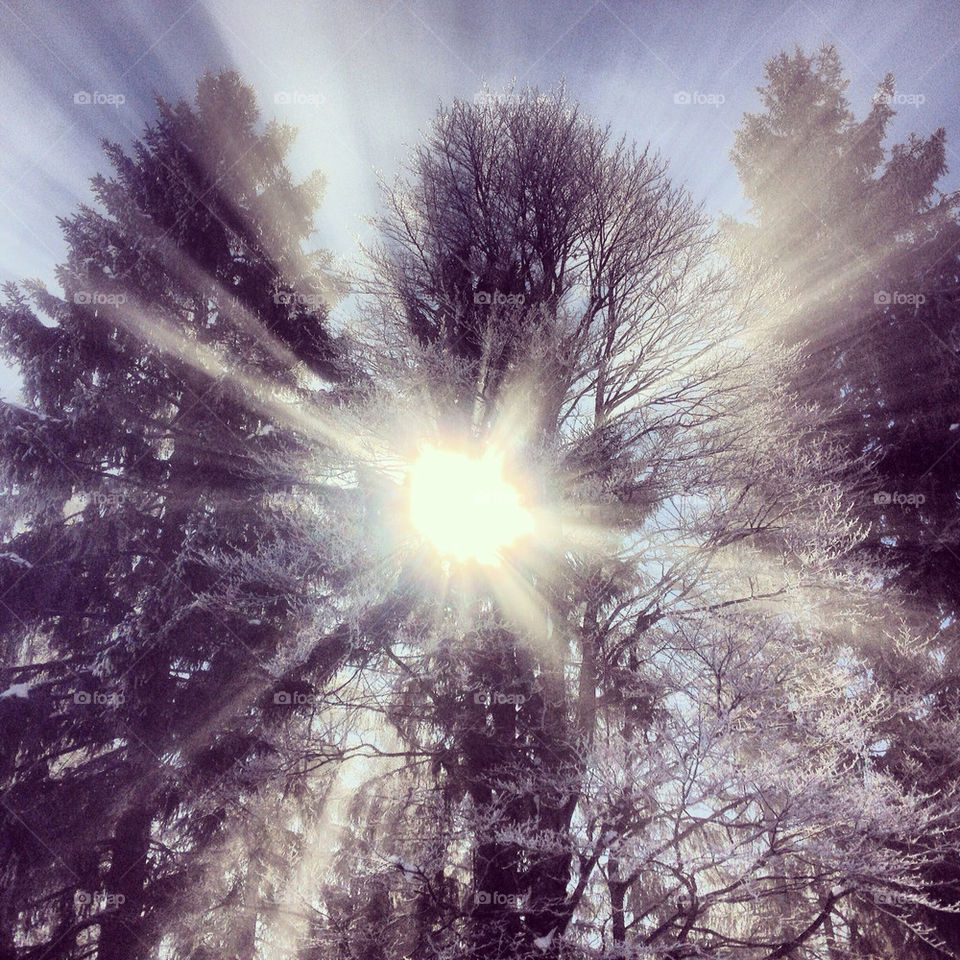 SUNRAYS, TREES AND SNOW IN AUSTRIA