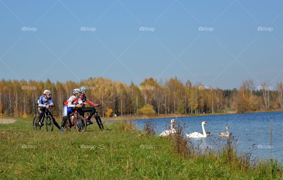 autumn beautiful landscape people on a bikes and swans family swimming on a lake shore blue sky background