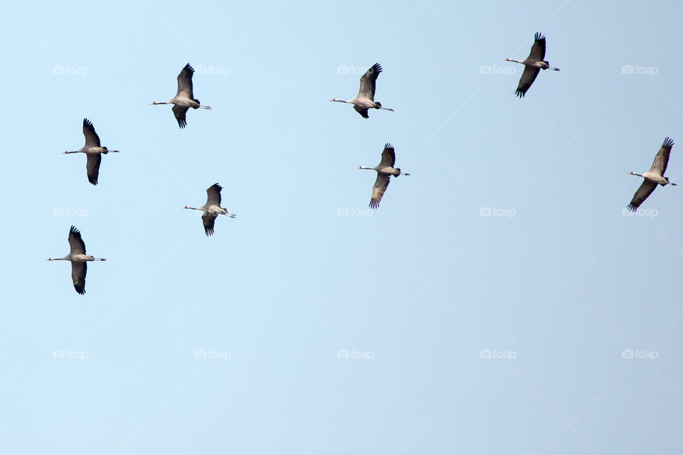 Migrating crane birds in early autumn 