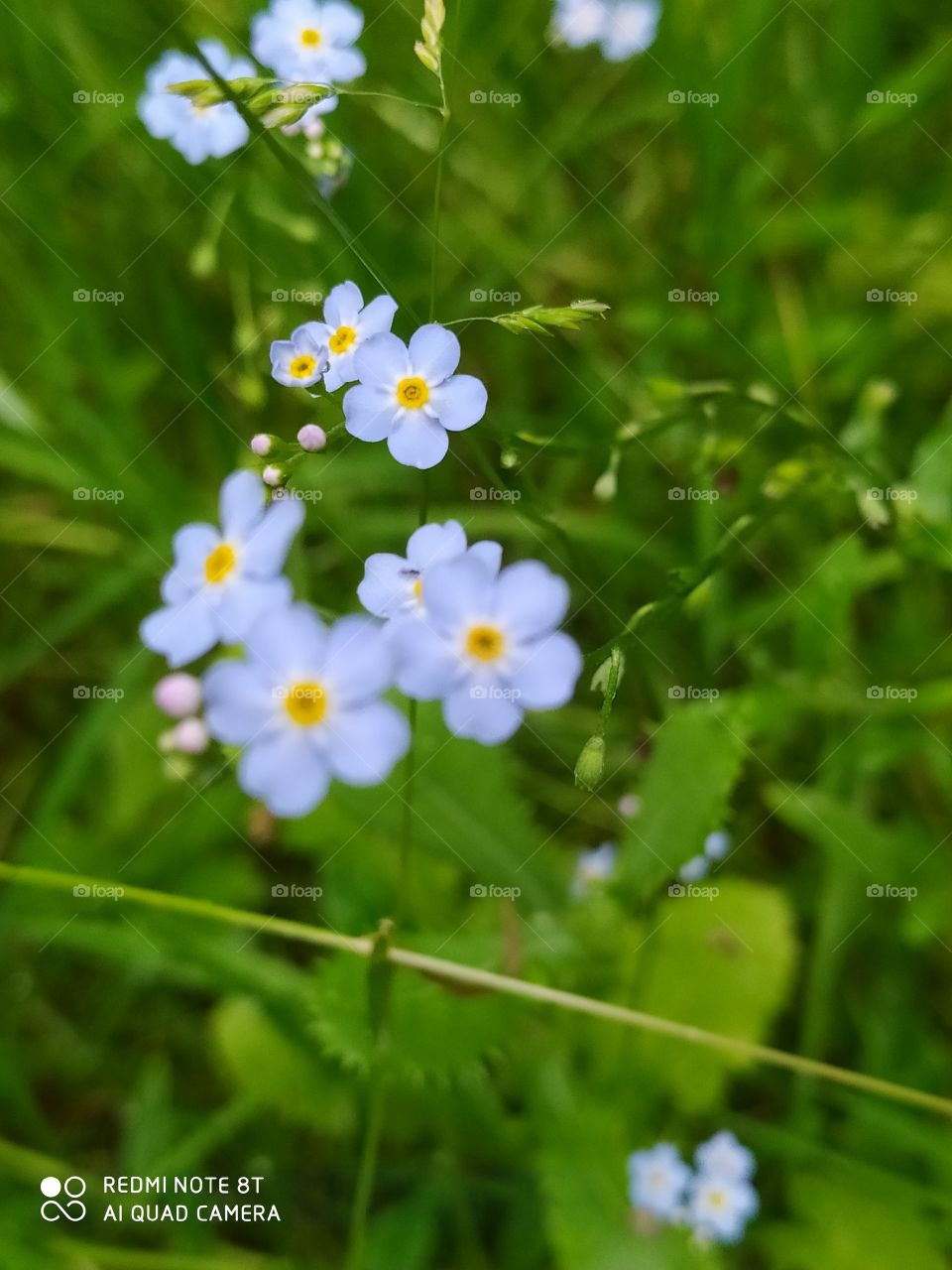 blue flowers