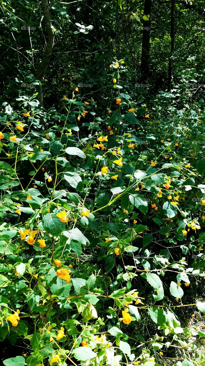 Wildflowers