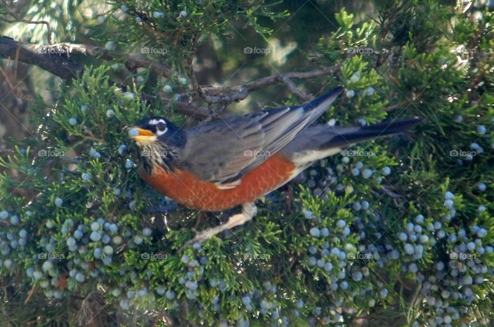 Robin with a berry