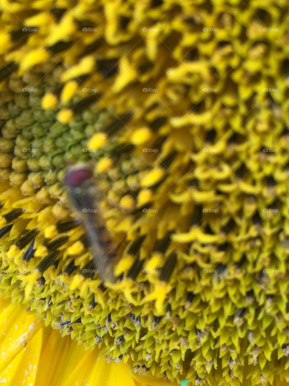Sunflower Insect 