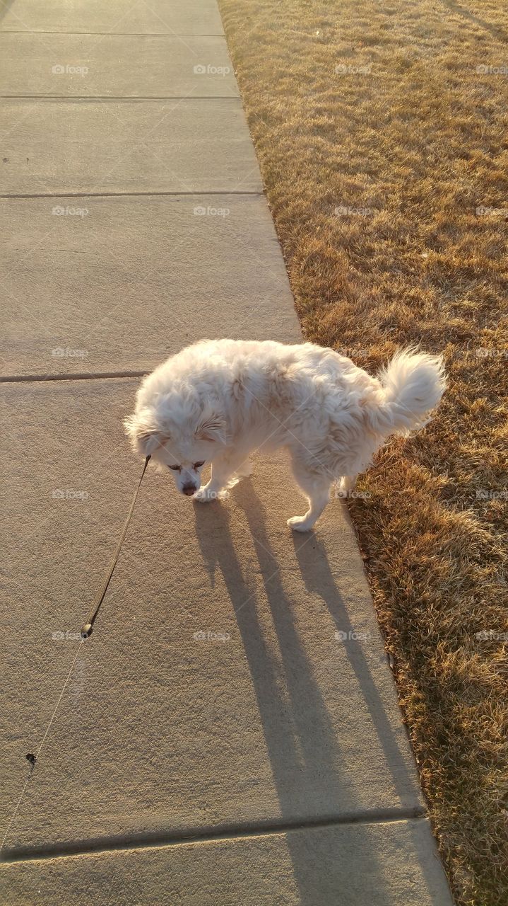 Taking Chili out on a walk.