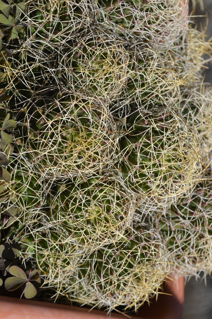 green cactus on my terrace