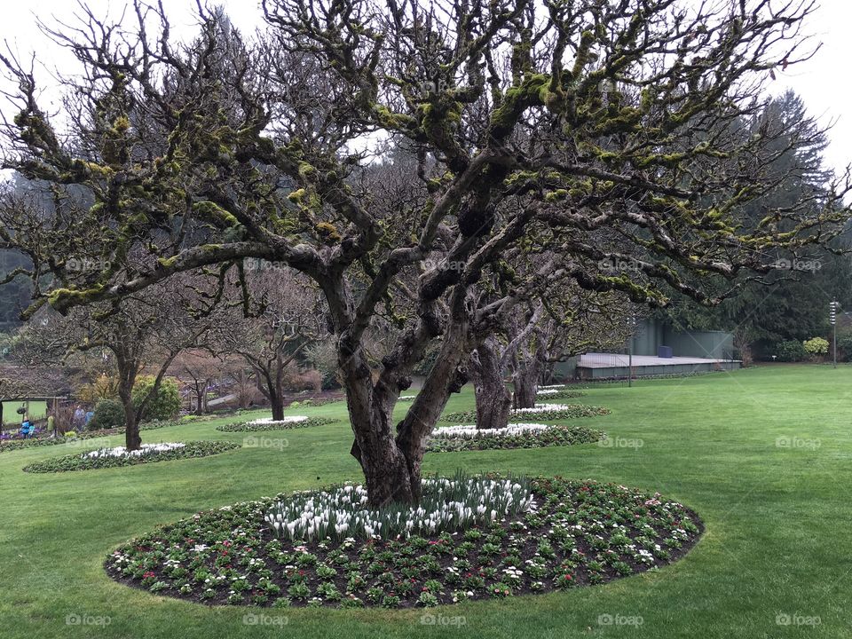 Trees and flowers 