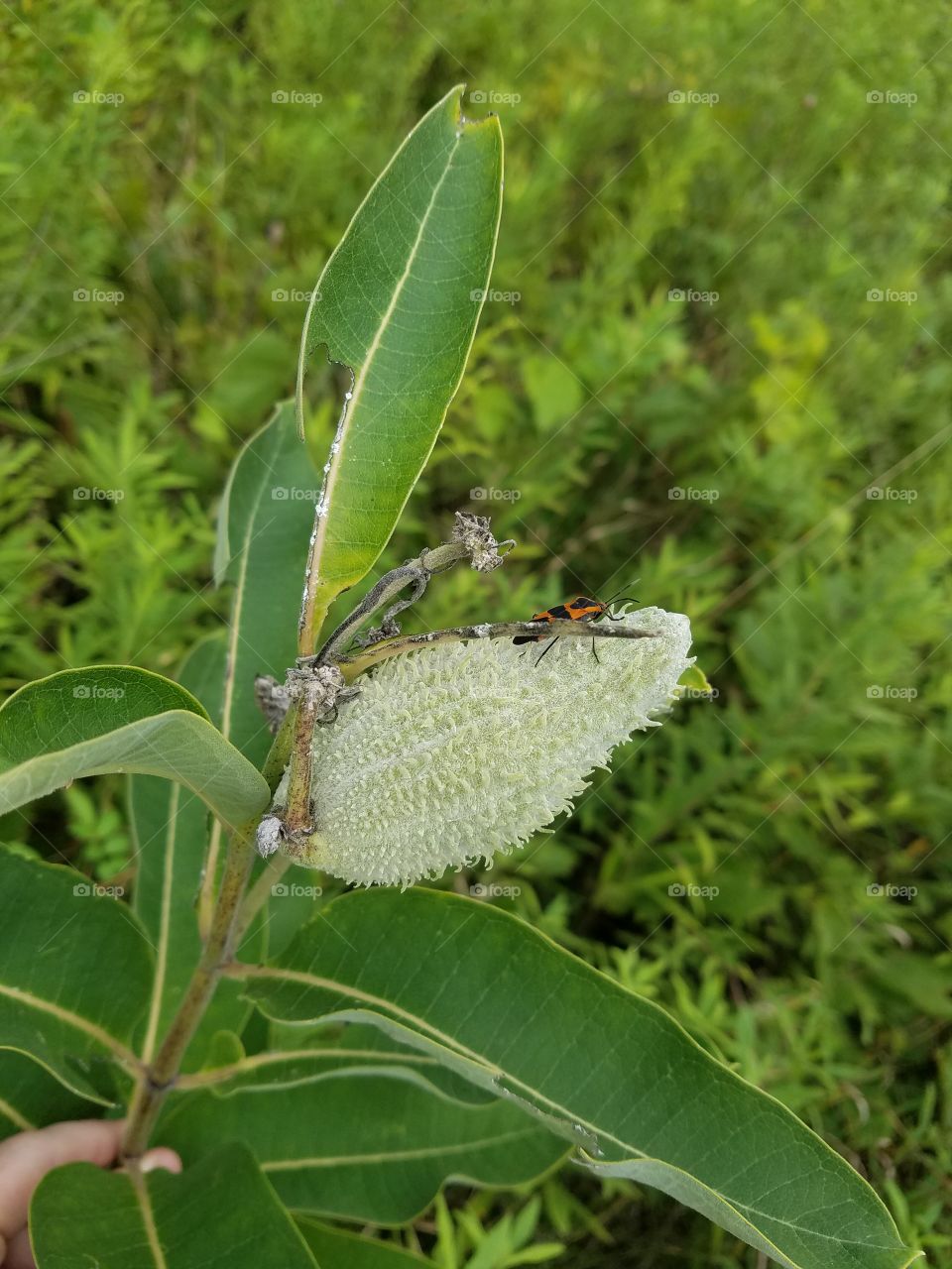 Bug on Plant