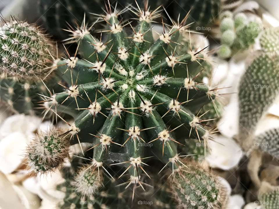 Cactus 