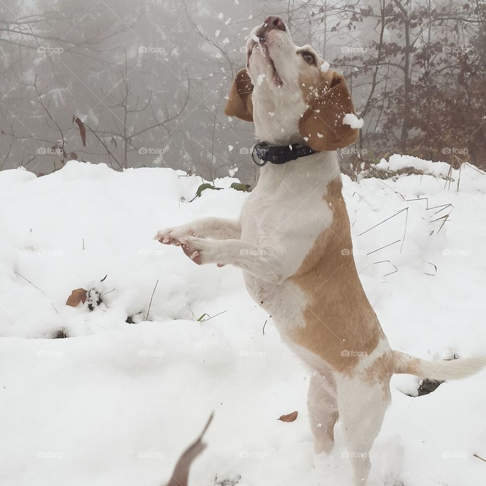 dog jumps in the snow