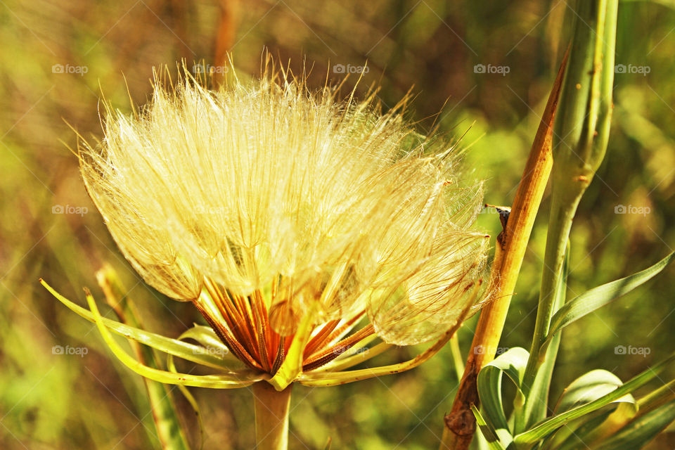 Translucent Petals