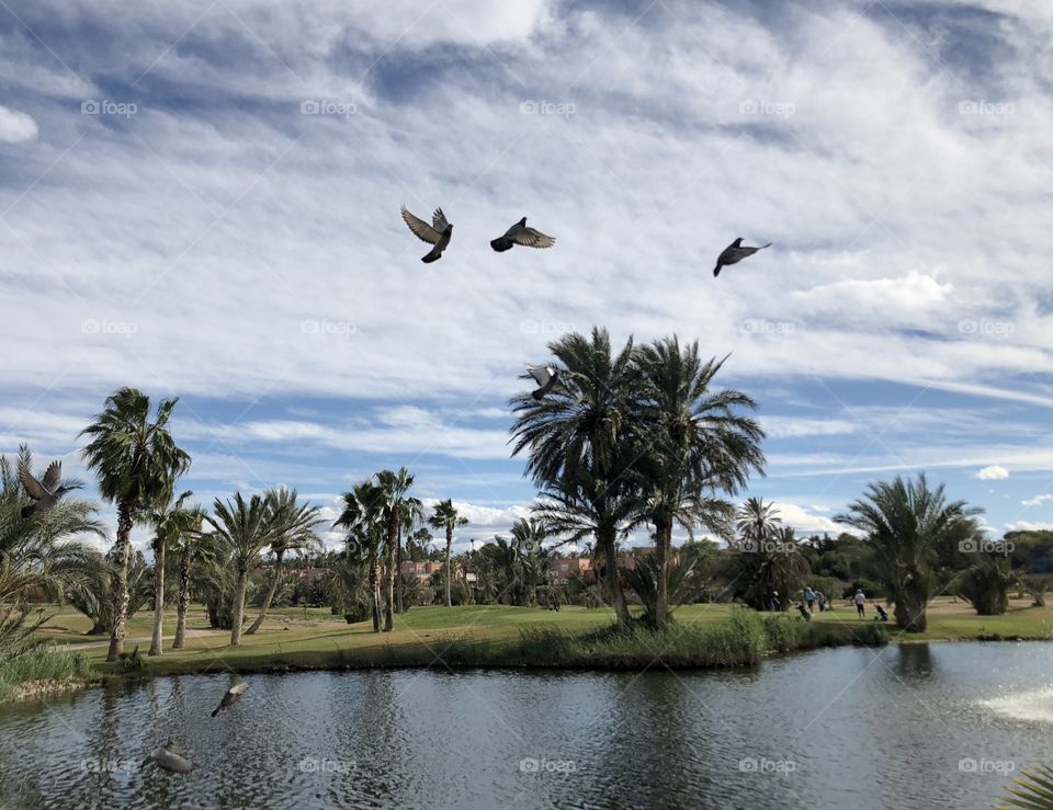 Bird sky Morocco 