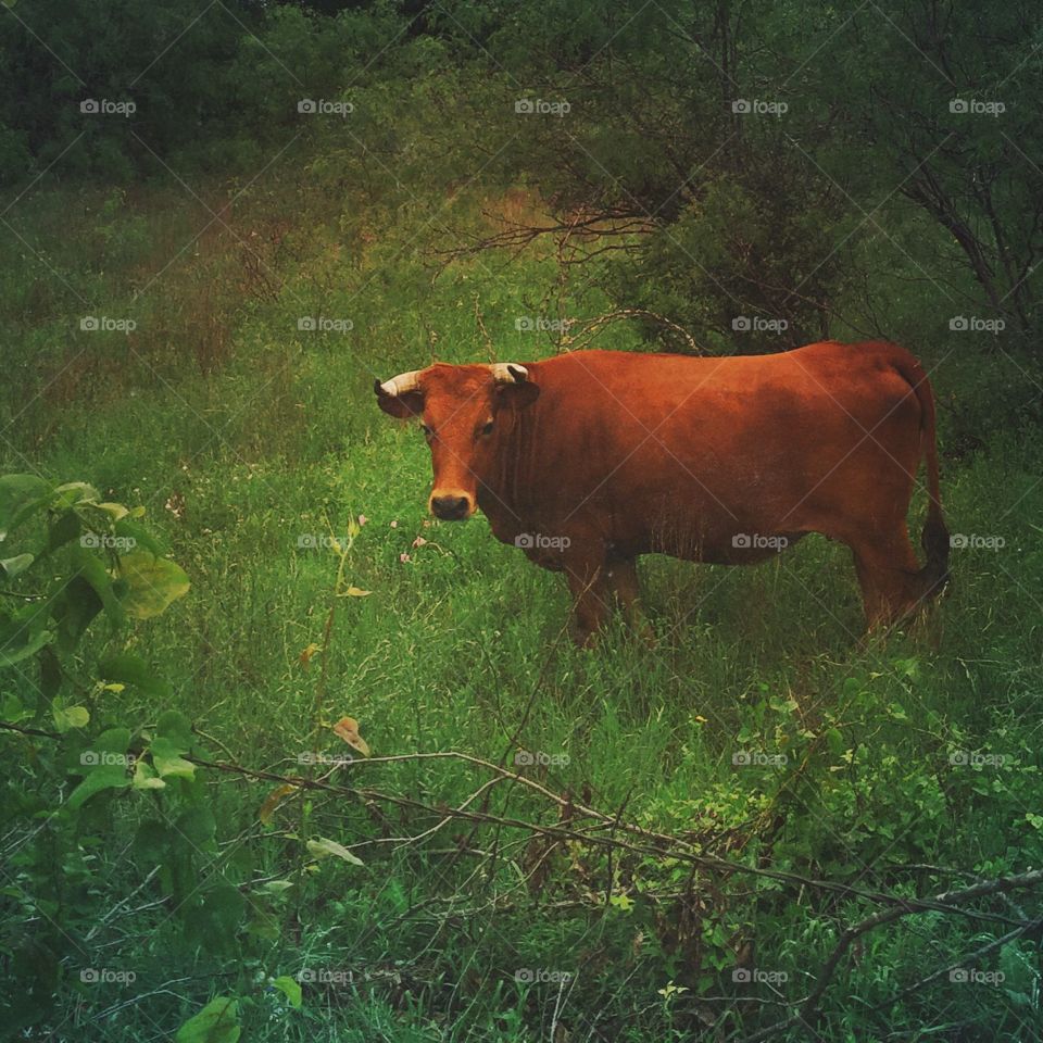 Gentle cow