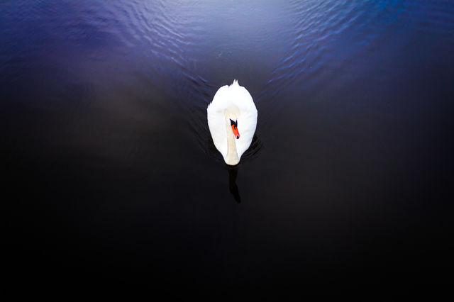 No Person, Water, Nature, Bird, Ocean