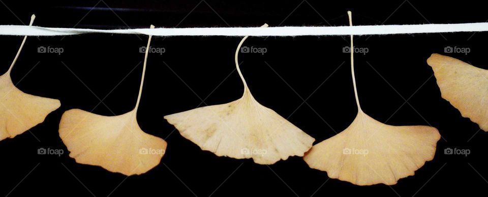 Dried leaves on a string