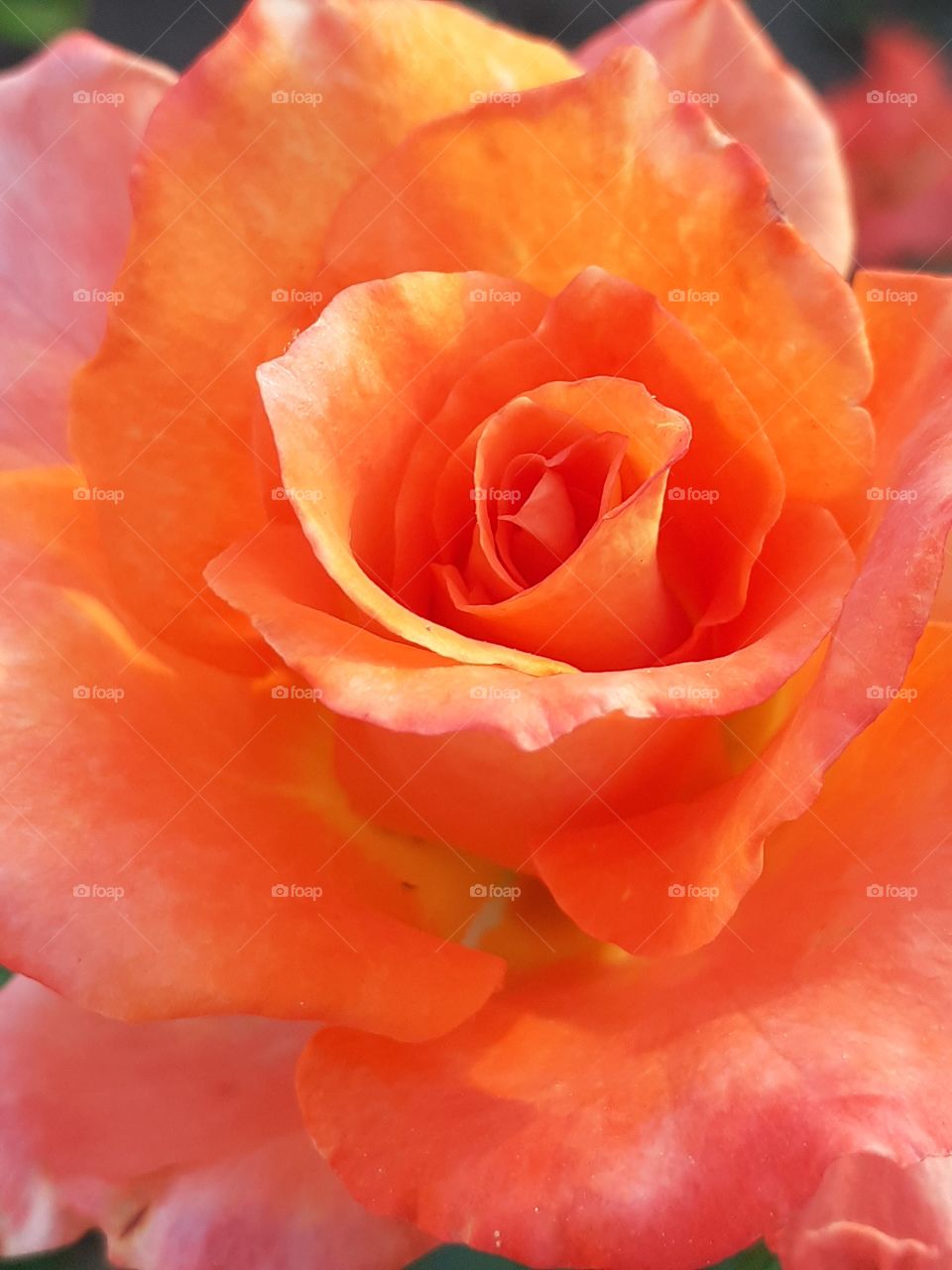 la rosa de color naranja