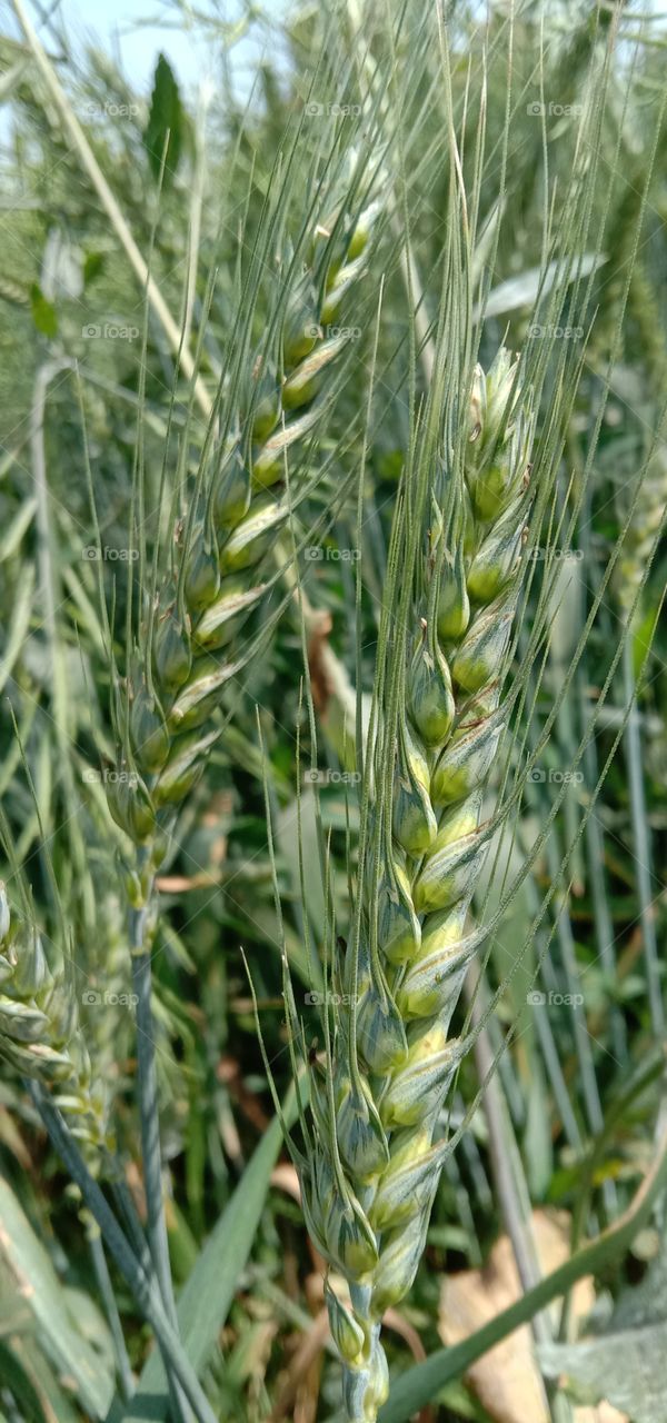 Leaves of wheat