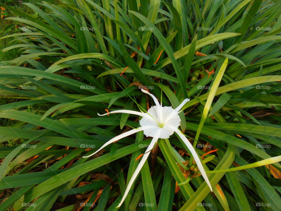Spyder lily