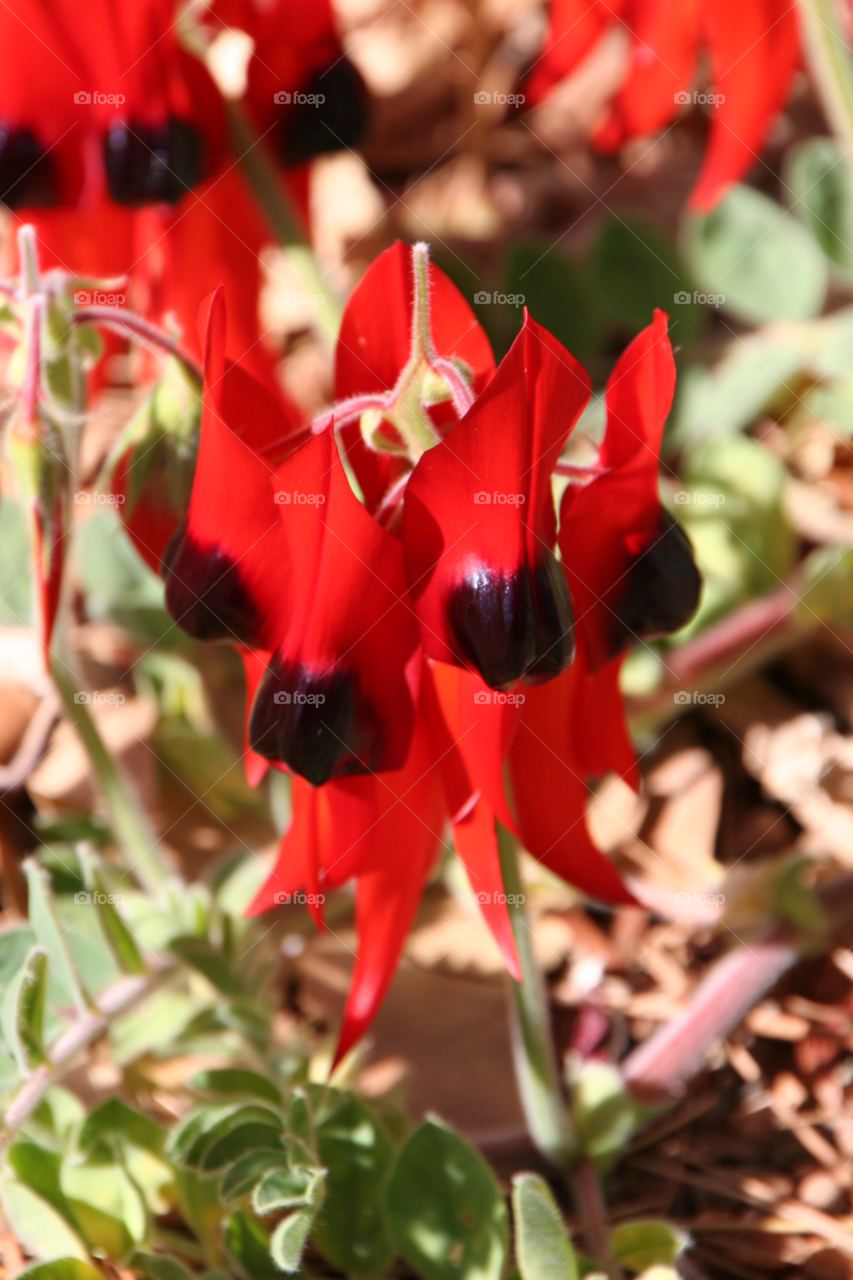 red black wild flower south australia by kshapley