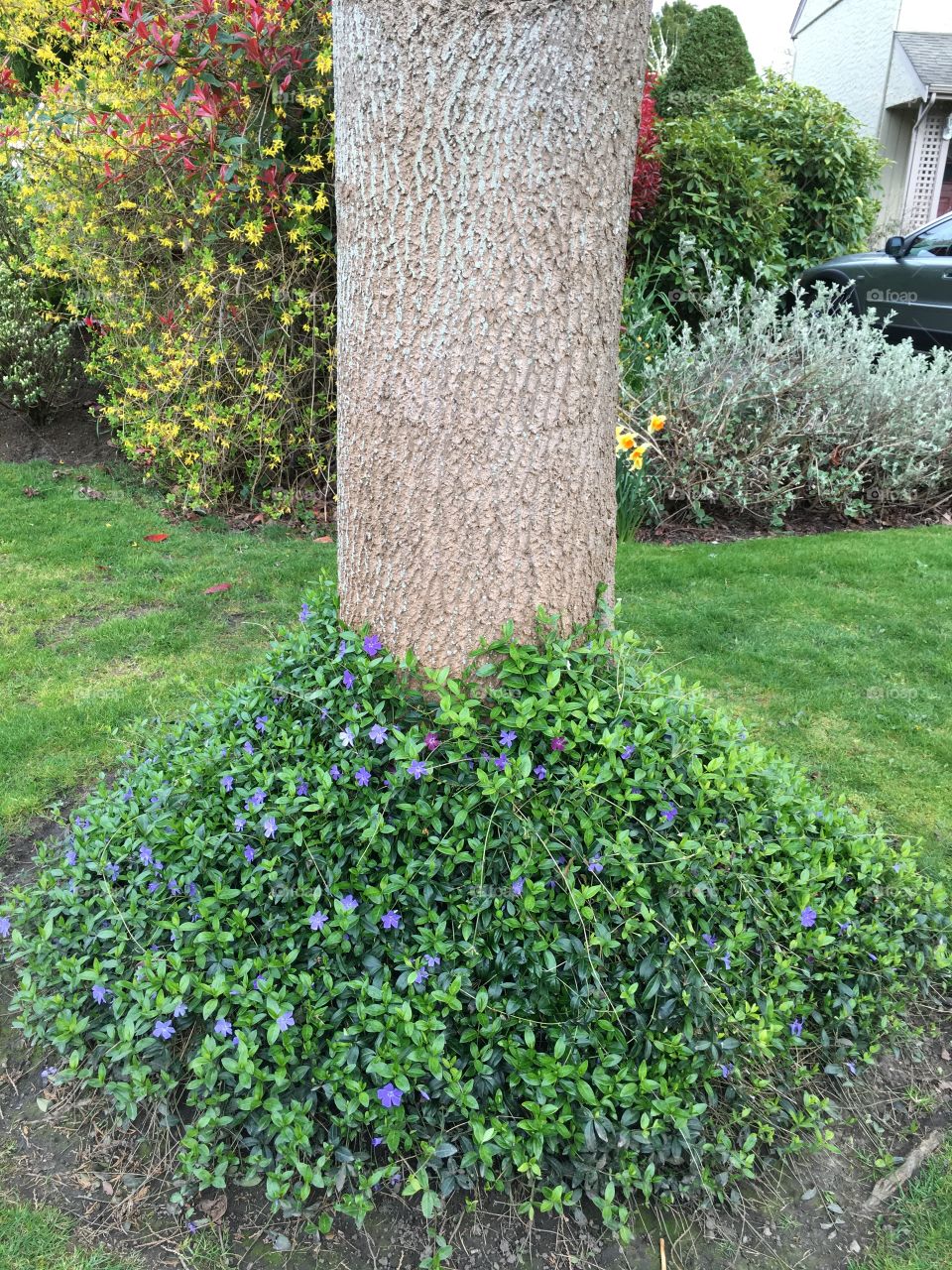 Floral ring around the  tree