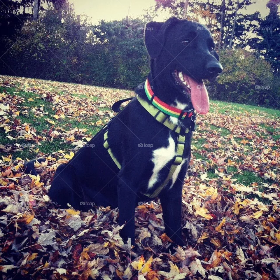Onyx