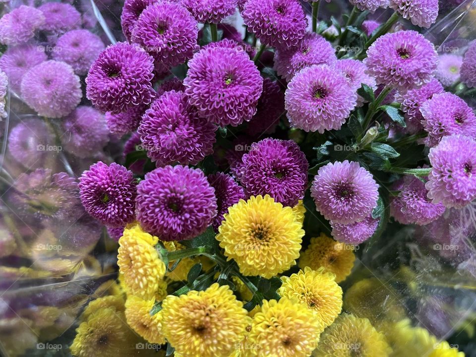 Editors ‘ choice - Photo of the Week.