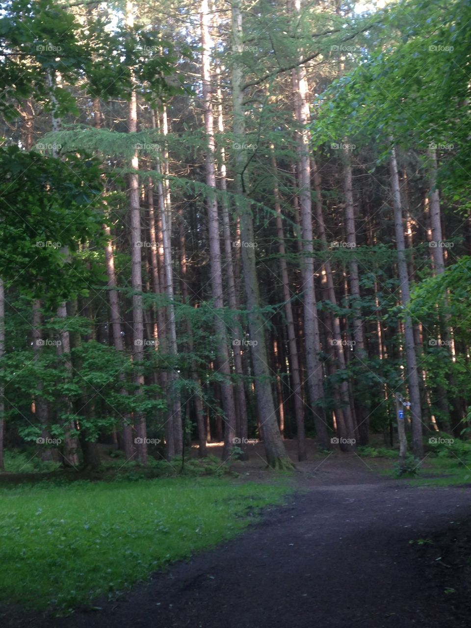 Forest walk 