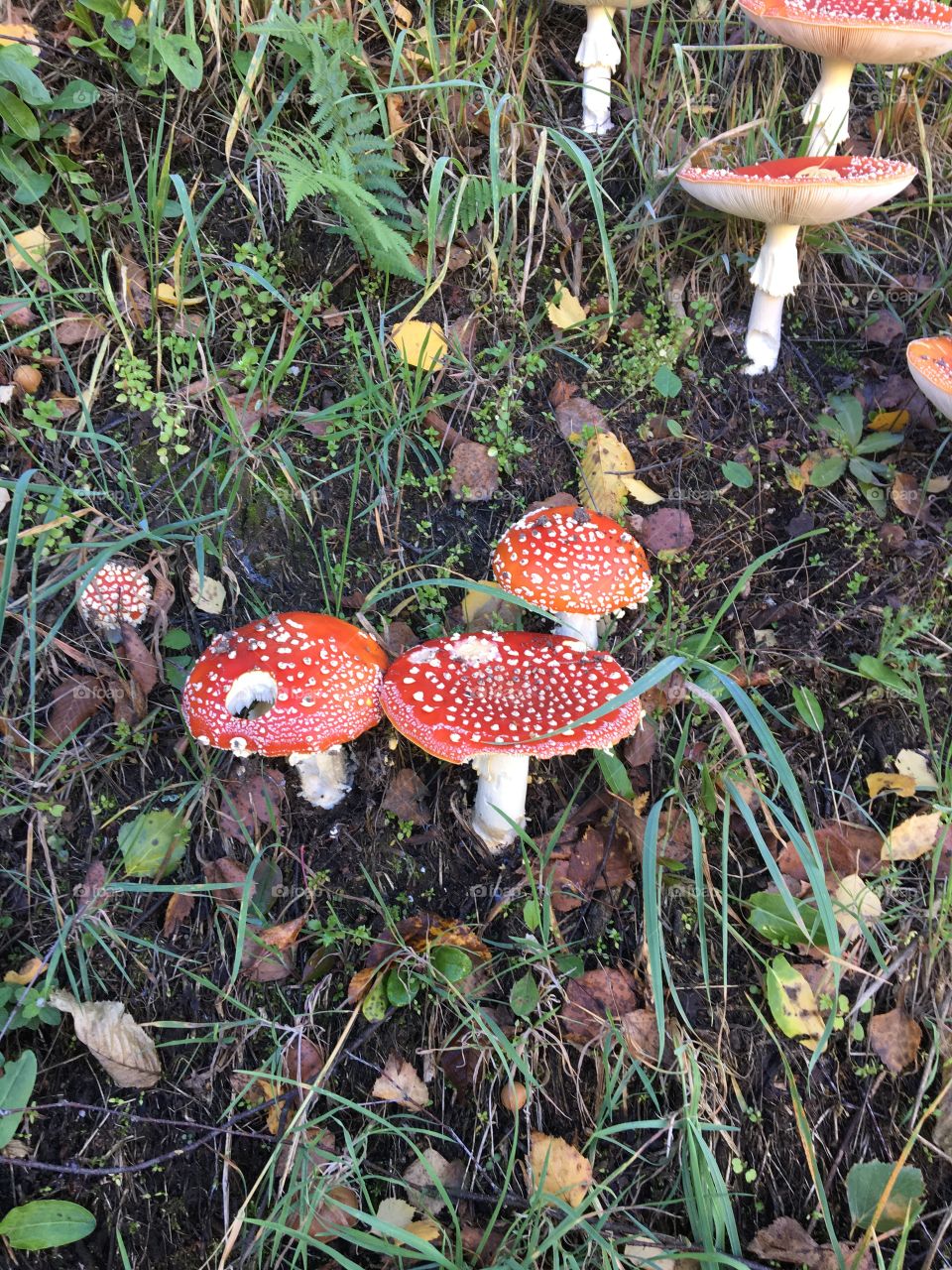 Beautiful and dangerous 