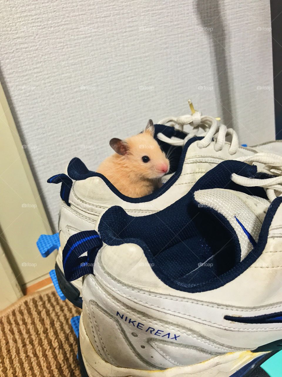 My hamster