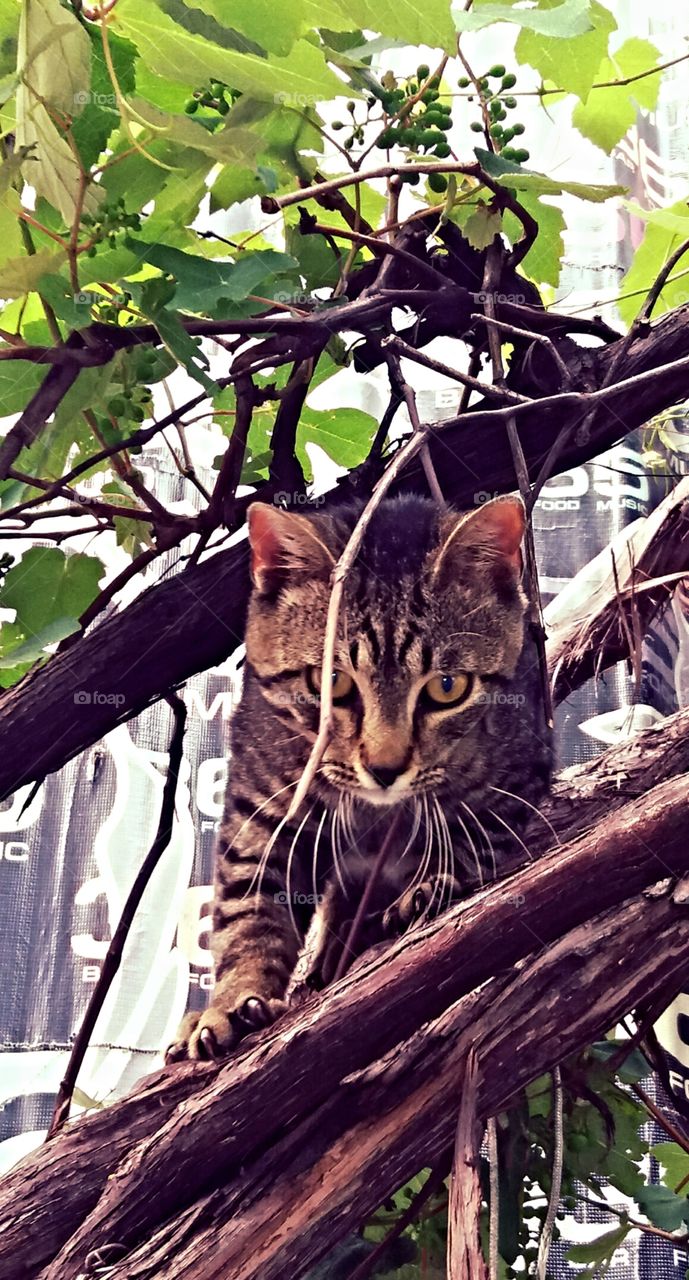 Cat on the tree