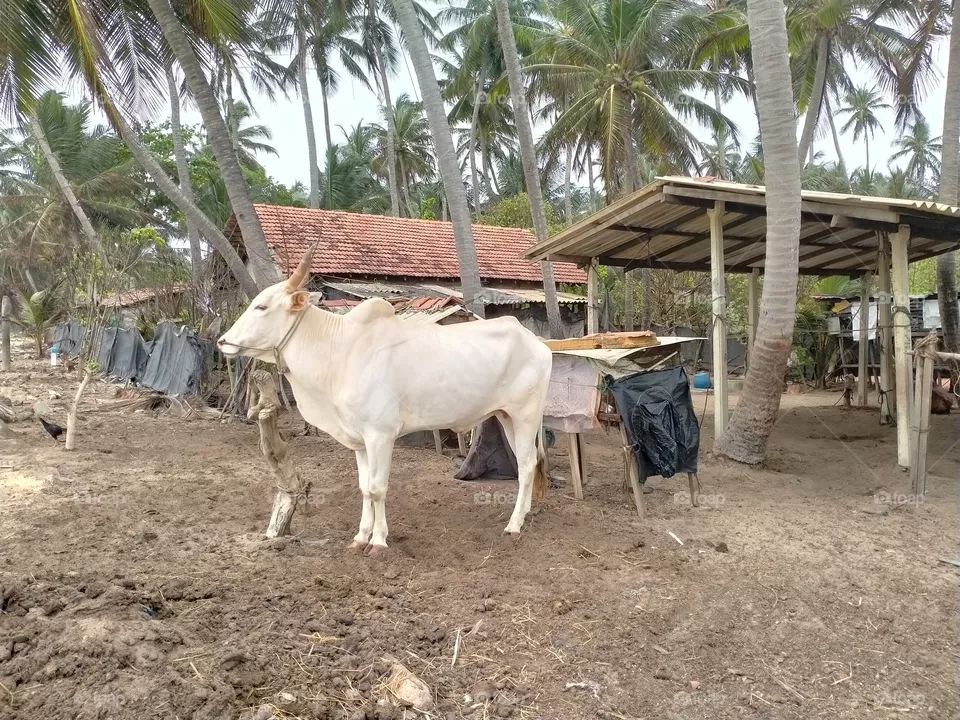 A White bull in Sri Lanka
