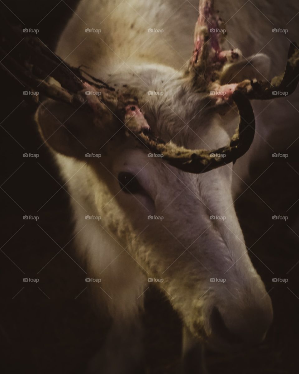 a reindeer