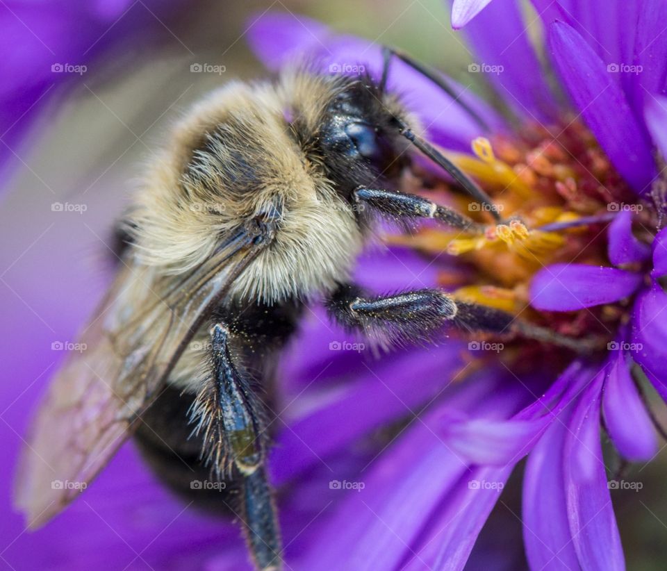 Macro shot of bumble bee on flower