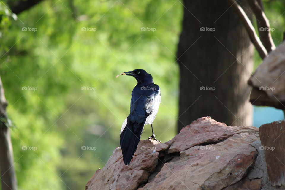 Boat-tailed grackle on rock