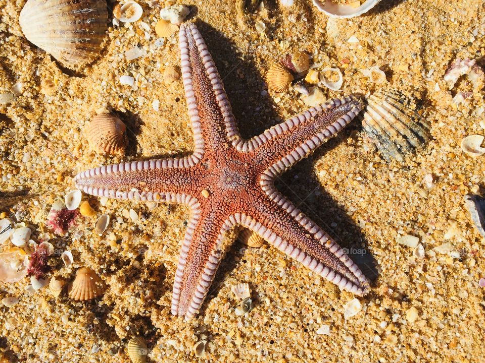 Starfish