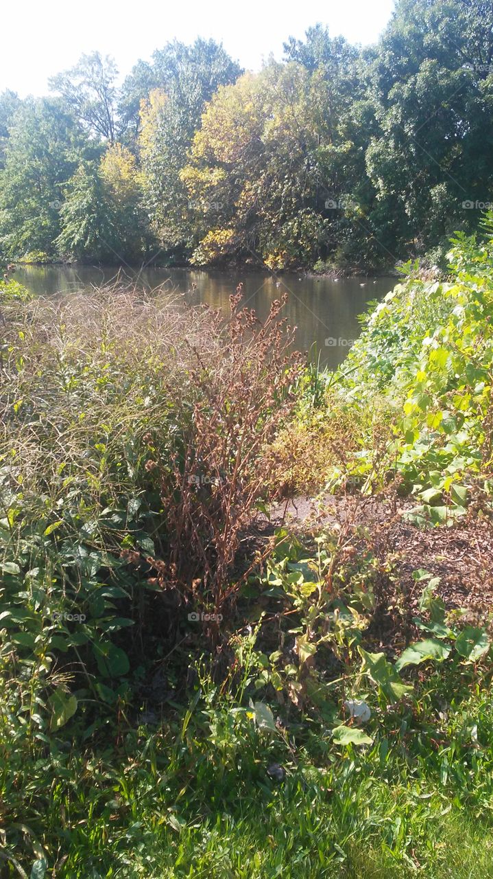 Landscape, No Person, Nature, Tree, Water