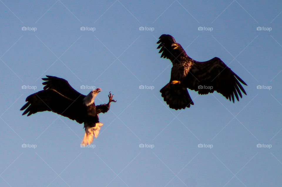 A pair of bald eagles is starting breeding. The female, the bigger brown eagle, is of age but has not yet transformed into her full adult colours. The eagles will lock talons & circle while mating before releasing & flying off. It’s quite the dance! 