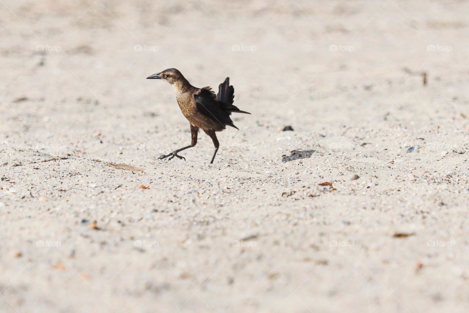 little beach bird running