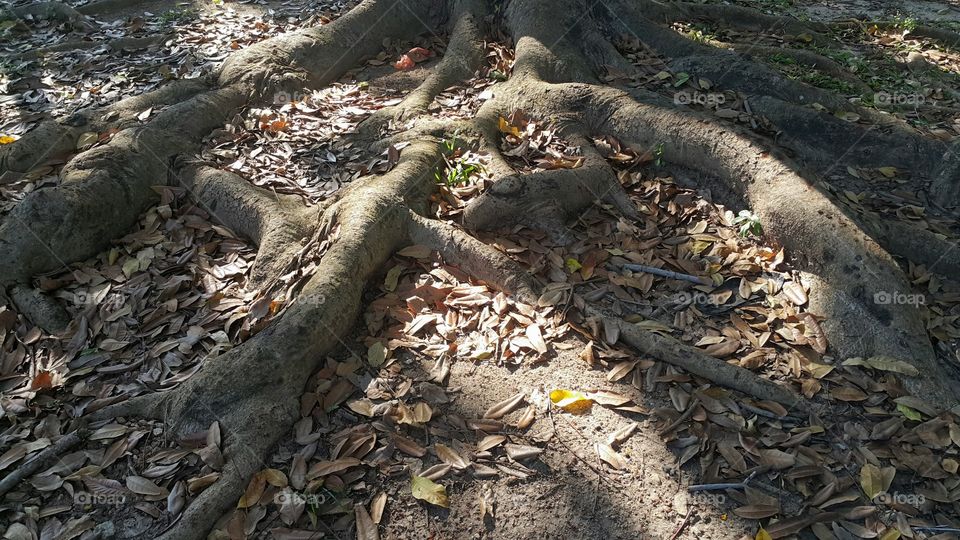 Autumn leafs on root