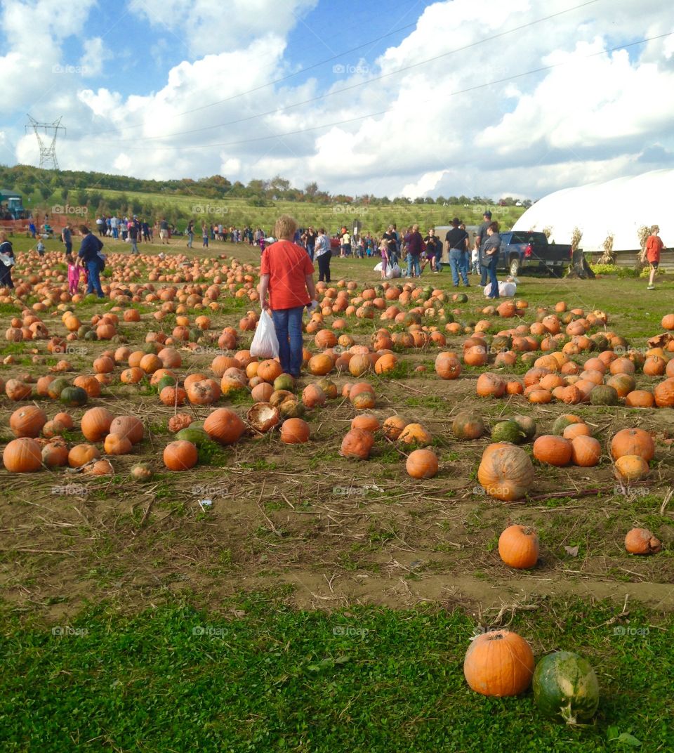 Pumpkin Picking