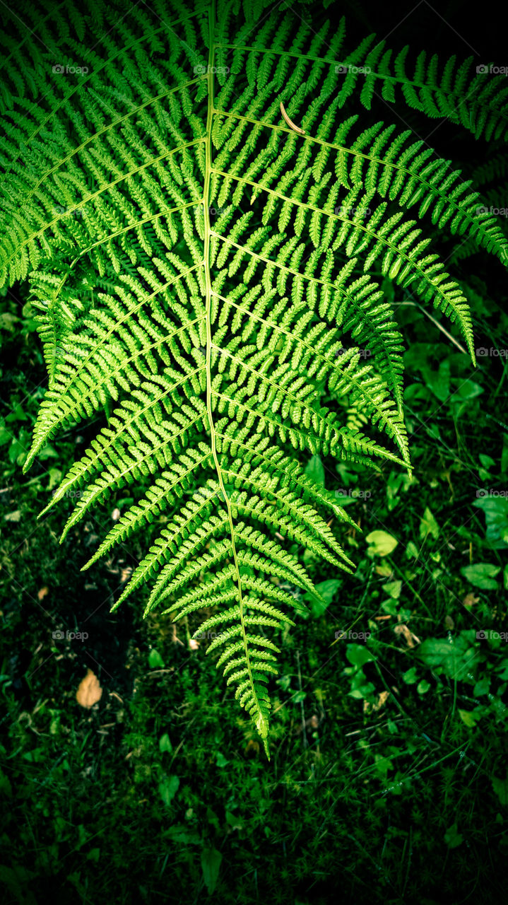 Fern