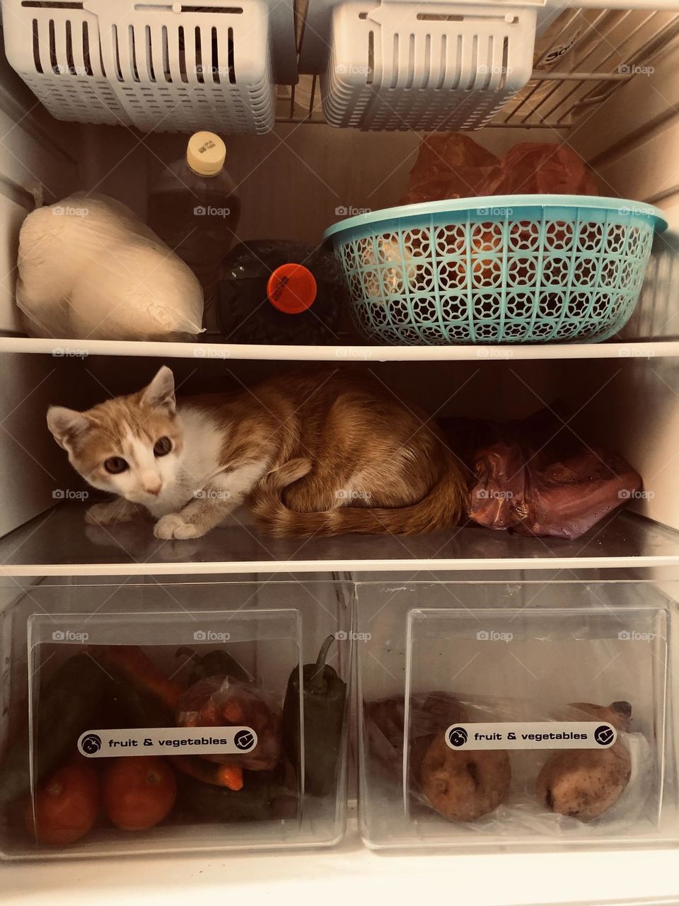 Beautiful and cute cat in the fridge looking at camera.