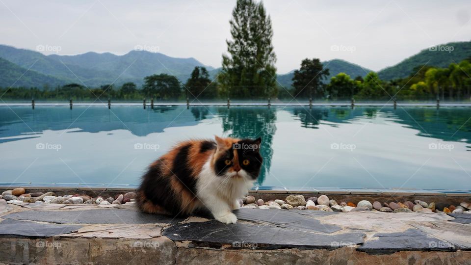 cat swimming pool