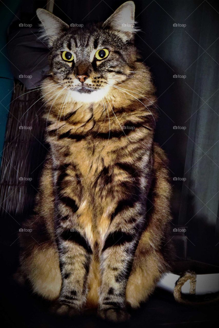 Portrait of a sitting tabby cat with bright yellow eyes